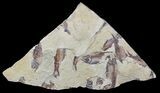 Fossil Fish (Gosiutichthys) Multiple Plate - Lake Gosiute #56776-1